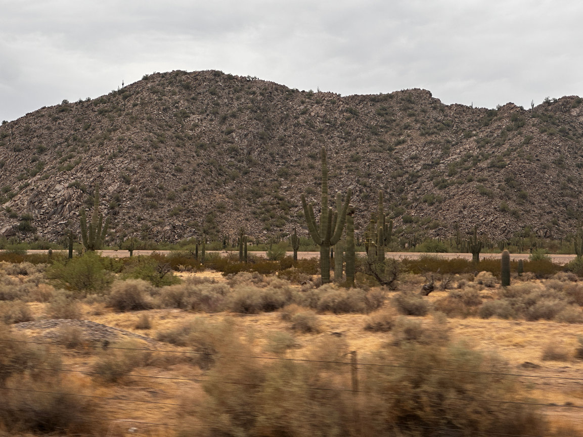 Meet Piper - In-Home Dog Photography Session in Queen Creek, Arizona