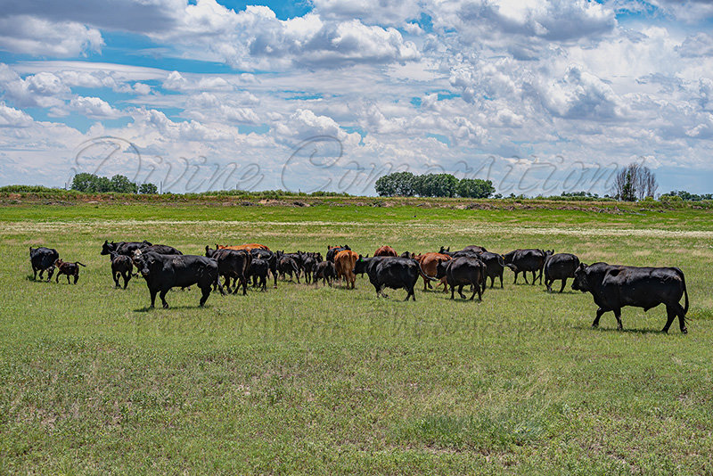 Kaiyah Takota The Final Chapter - A Novel Husky: Chapter 48