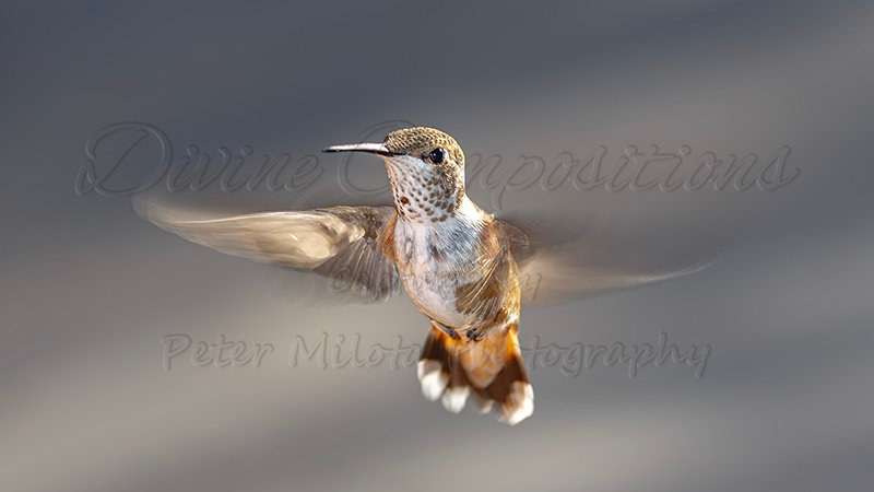 Kaiyah Takota The Final Chapter - A Novel Husky: Chapter 48