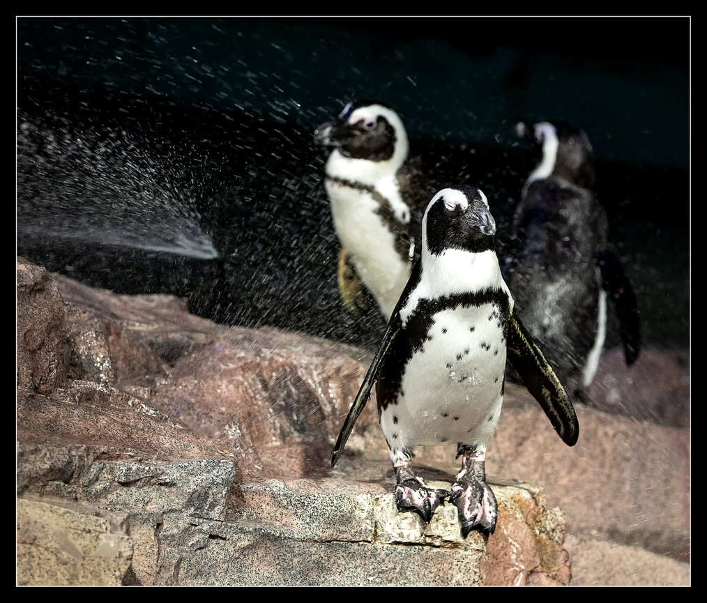 SENIOR PORTRAIT SESSION