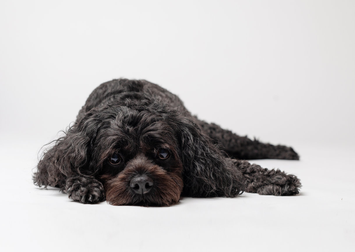 Multi-Generation Family Portraits: a Not-to-Miss Experience!