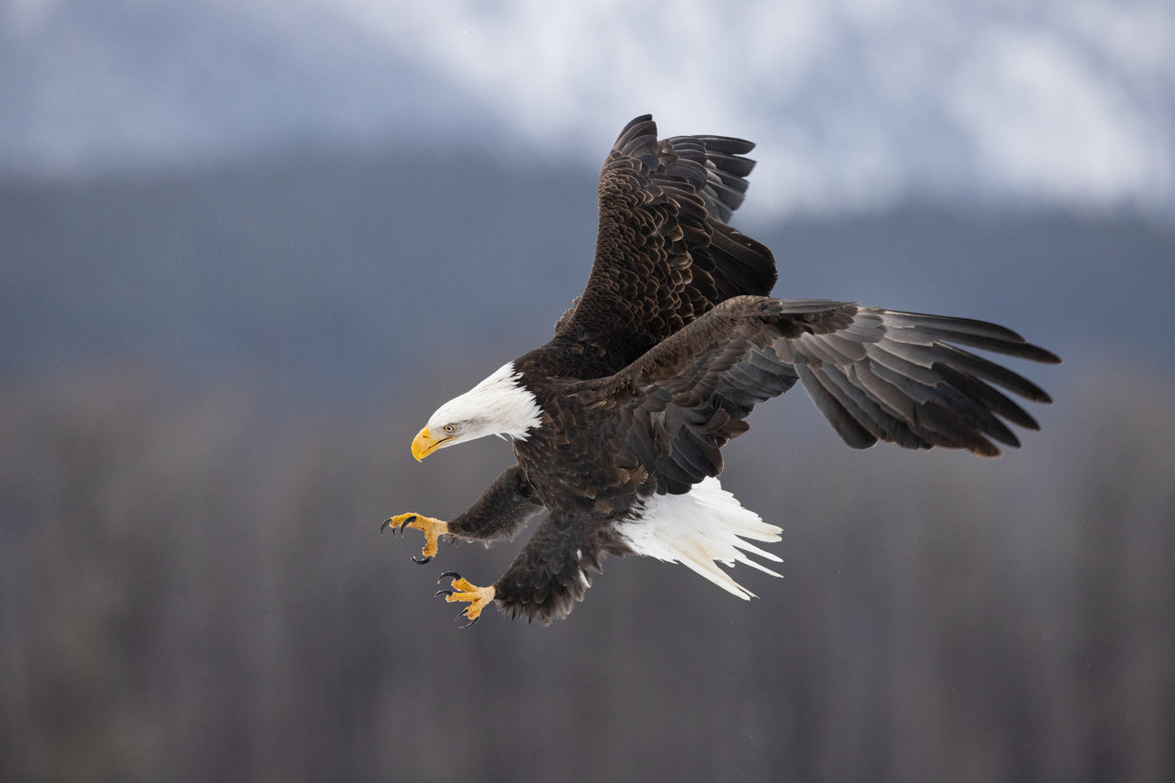 American Bald Eagle / Talons TS 001