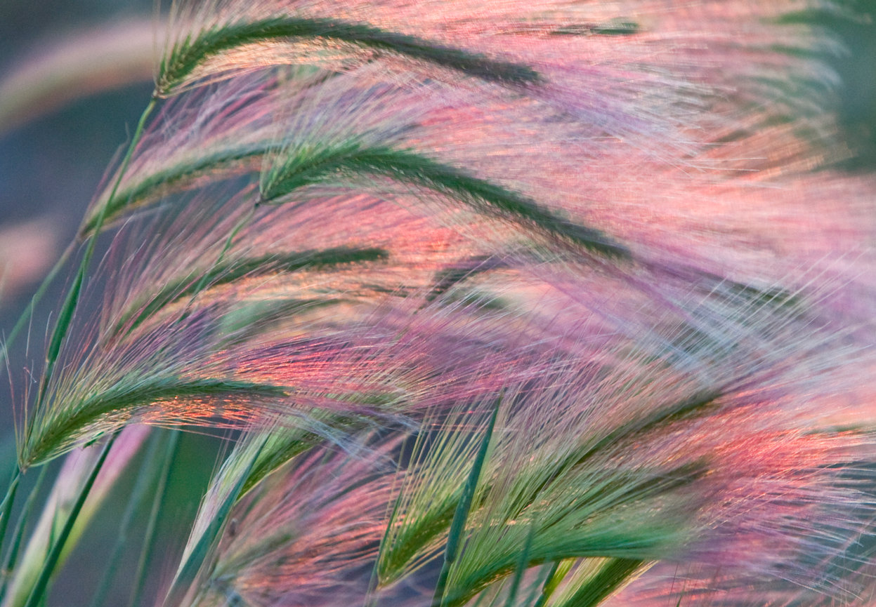 Foxtail Barley CH 4143