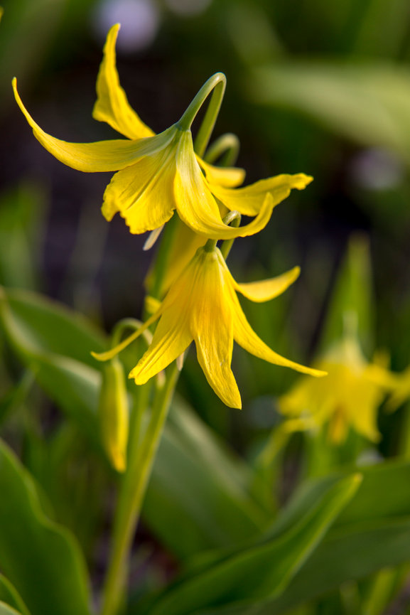 Glacier Lilies CH 4145