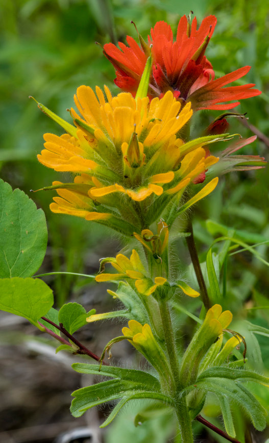 Indian Paintbrush CH 4150