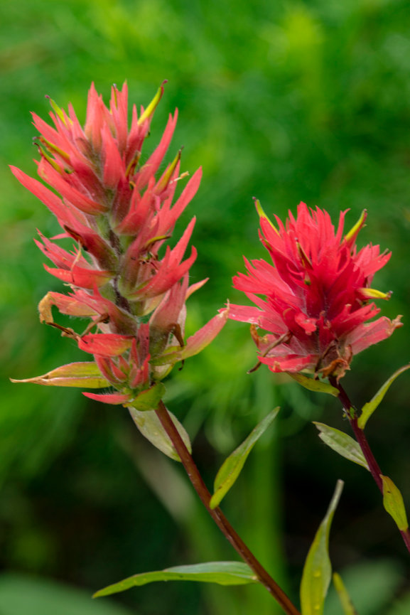 Indian Paintbrush CH 4151
