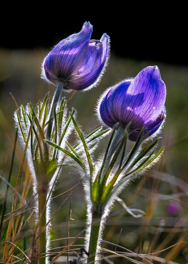 Pasque Flowers CH 4177
