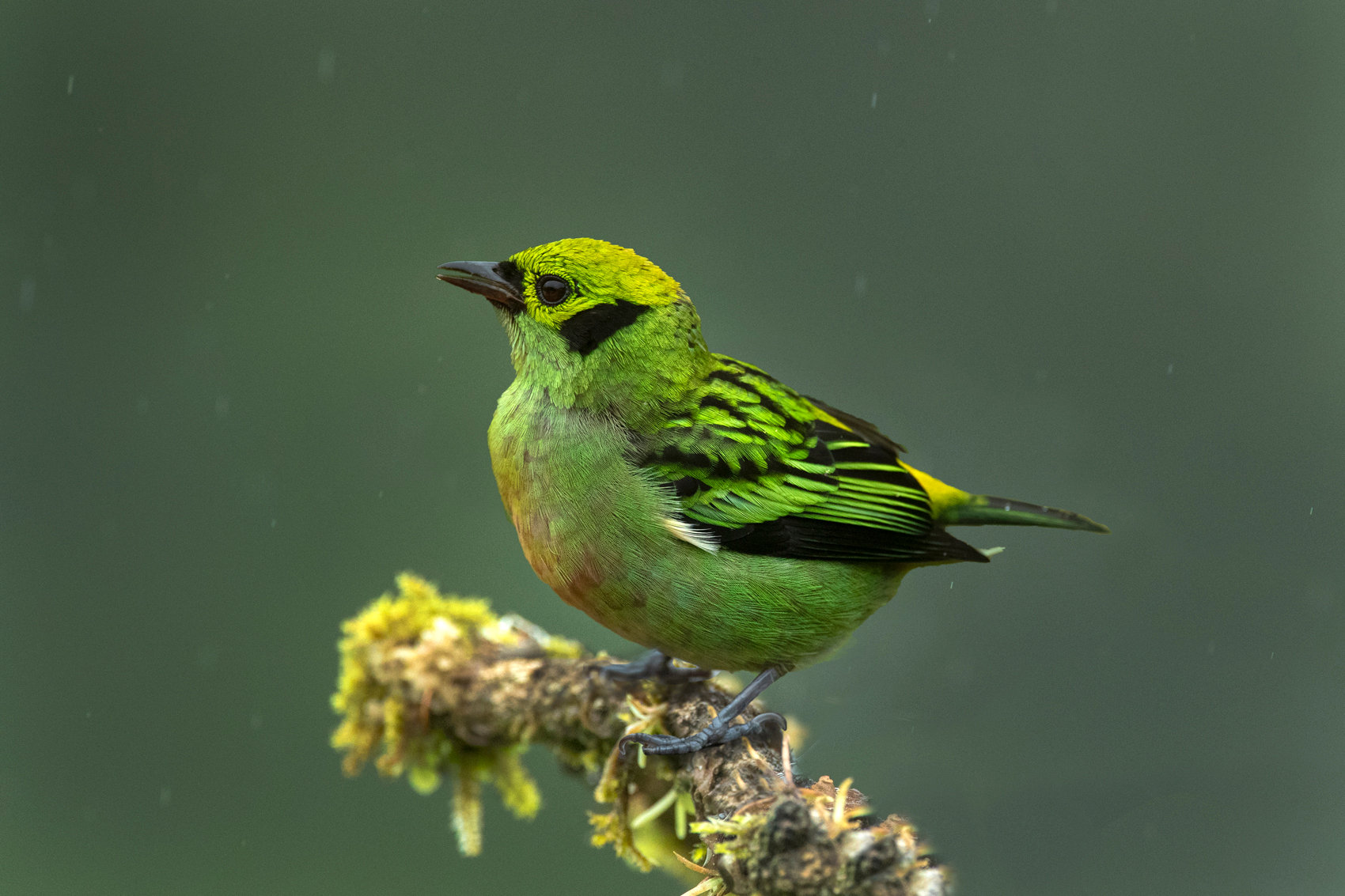 Emerald Tanager Jim Zuckerman Photography Photo Tours