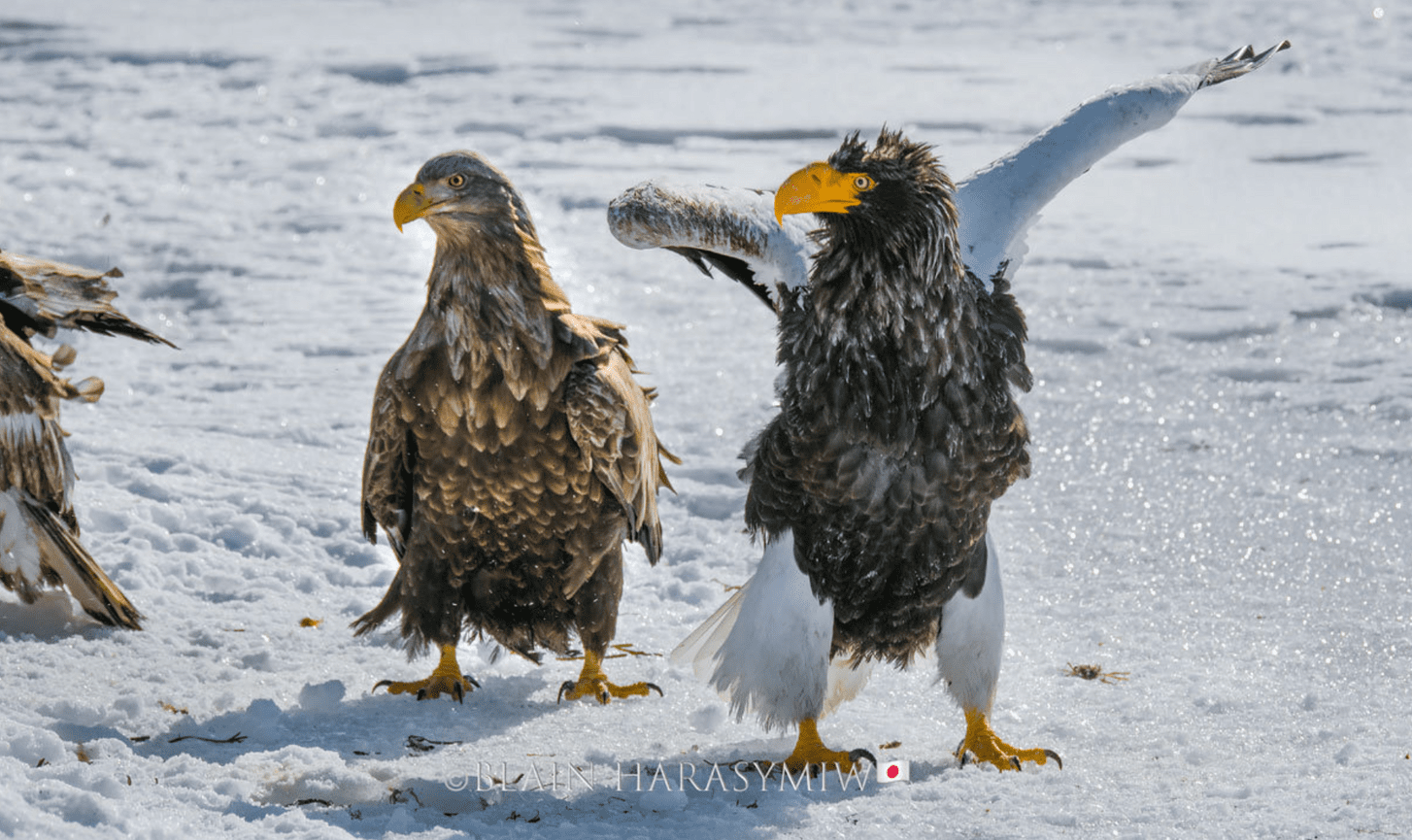 Steller's Sea Eagles - A Hokkaido Wildlife Adventure