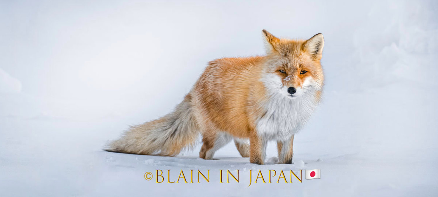 The Ezo Red Fox (Vulpes vulpes schrencki): Hokkaido's Majestic Wildlife