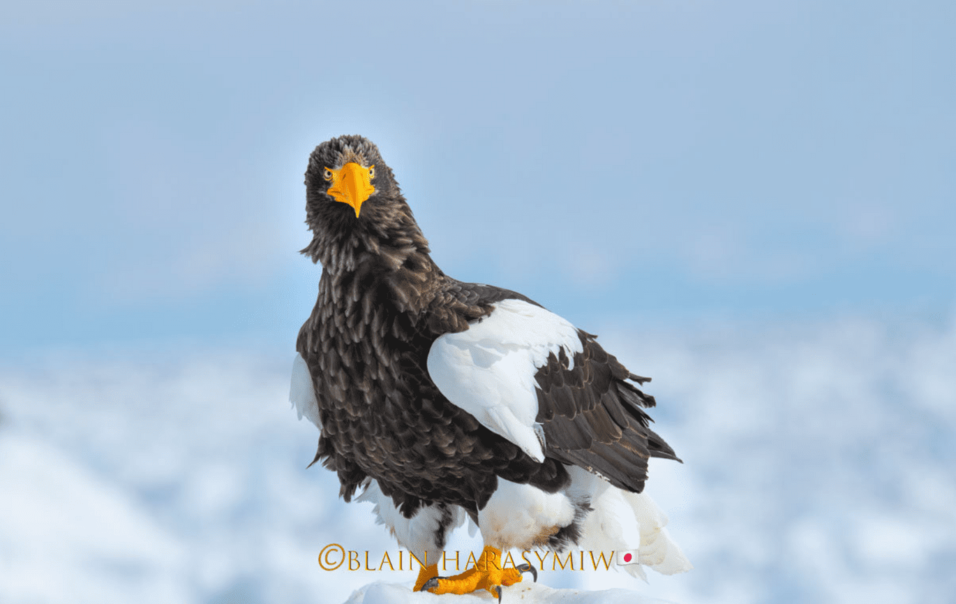Discover Matsumoto Castle on a Hokkaido Photo Tour with JDS!