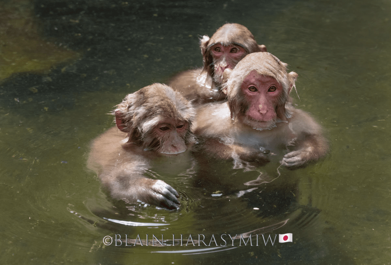 Forest Reflections - Autumn leaves photo workshop
