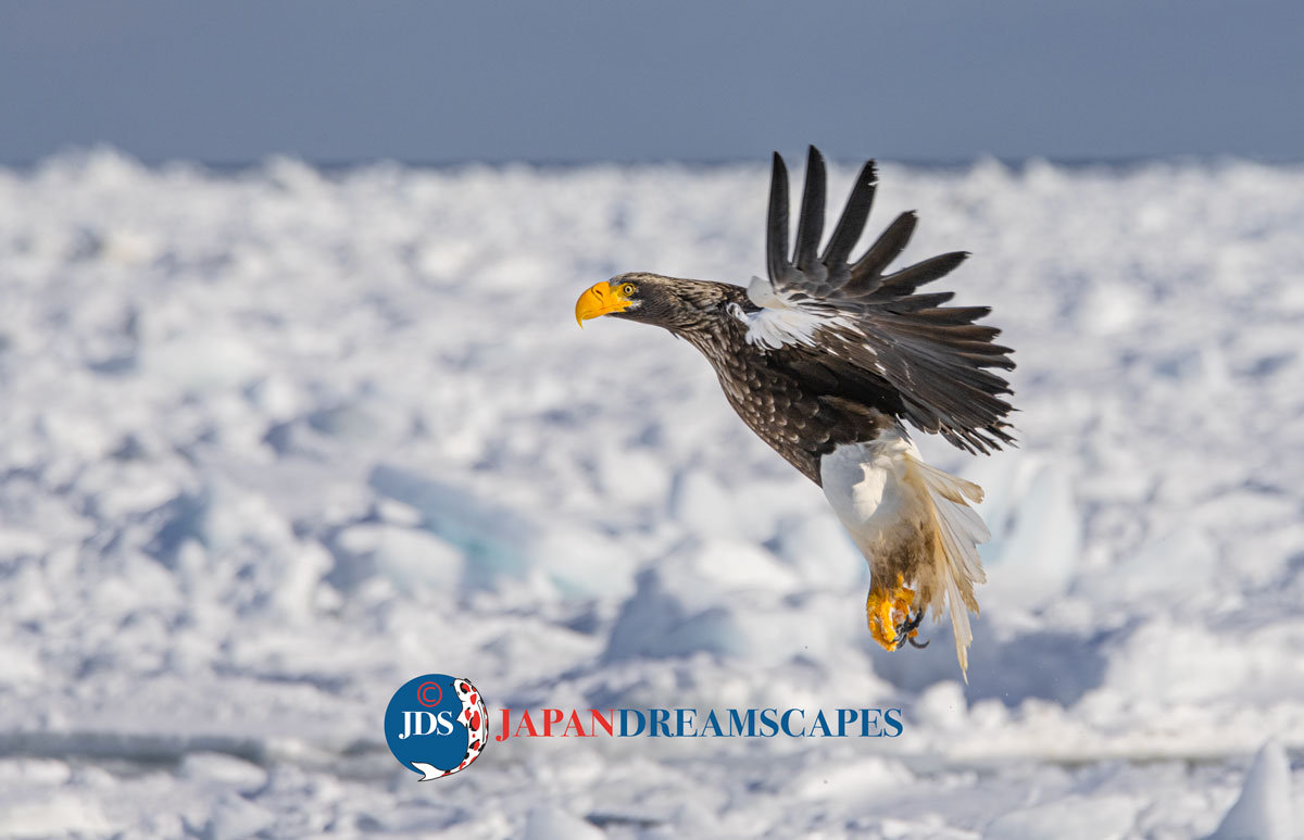 Discover Matsumoto Castle on a Hokkaido Photo Tour with JDS!