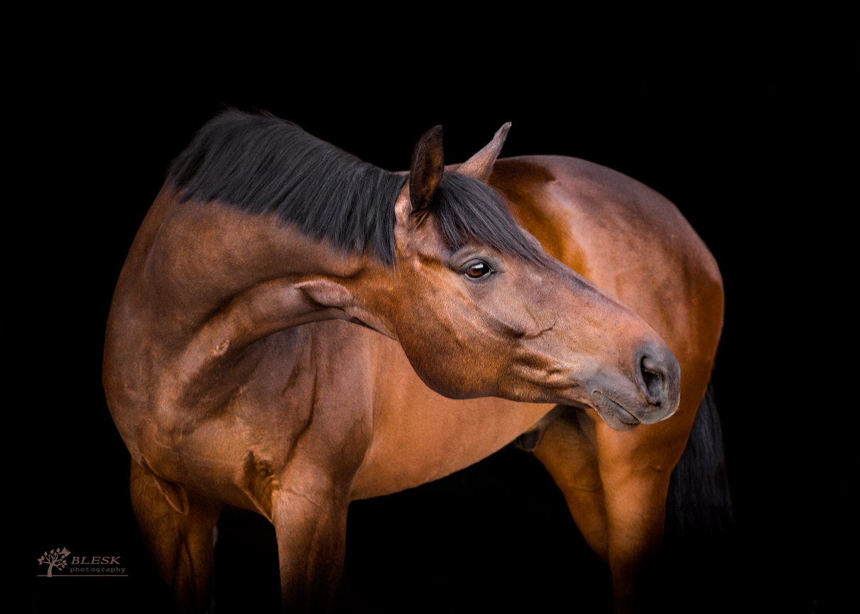 Equine Black Background session