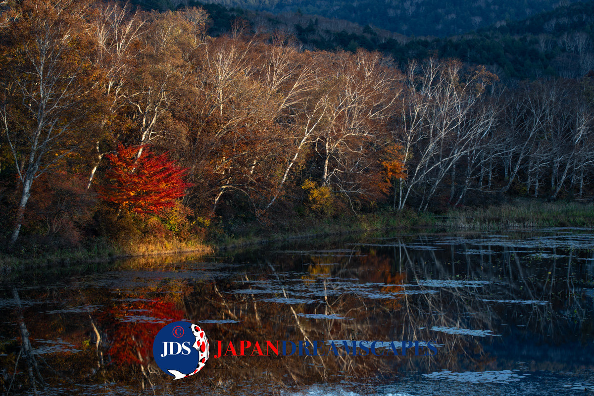 Japan Autumn Leaves Tour – Capture the Colors of Fall with JDS