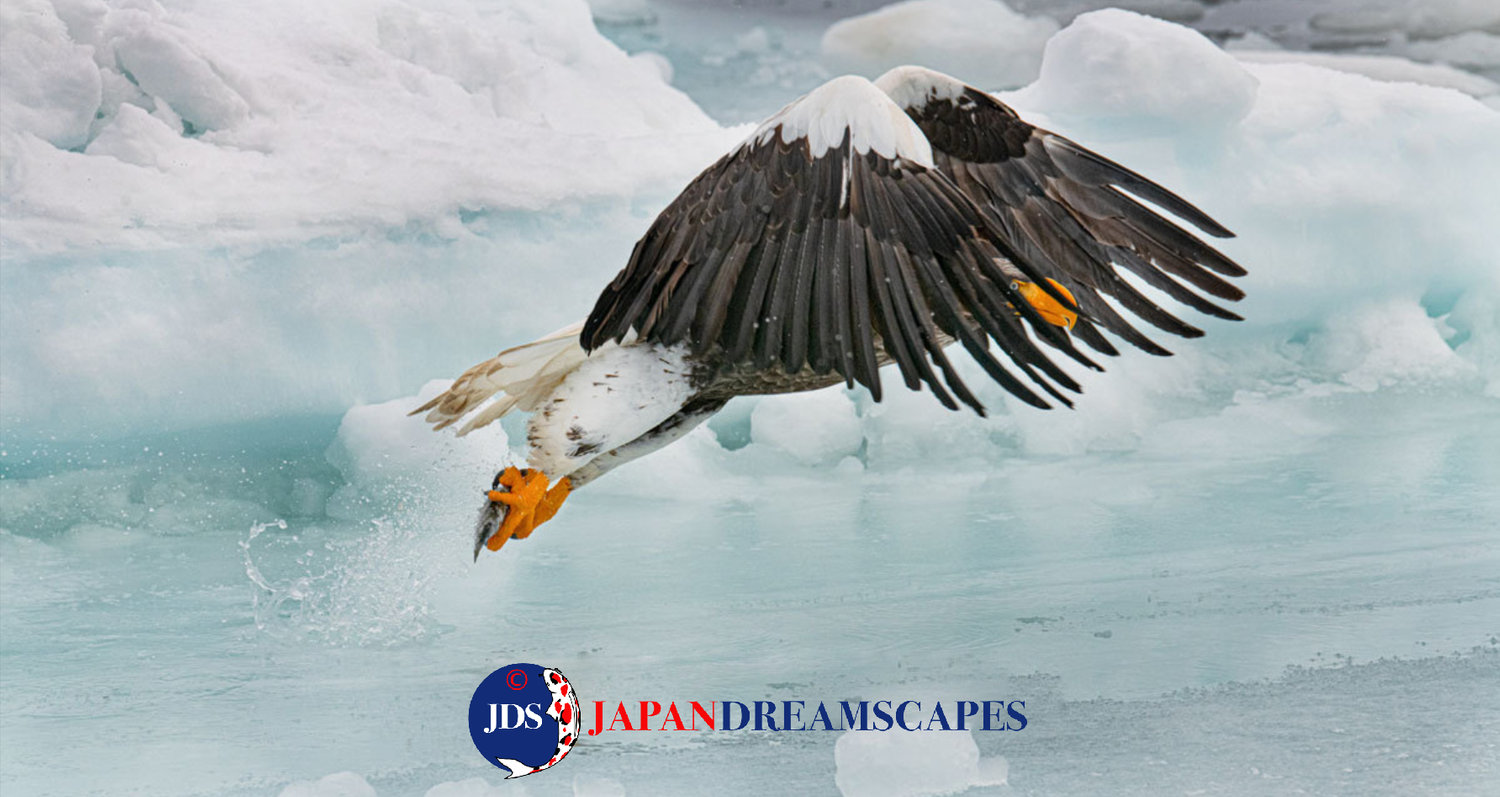 Discover Matsumoto Castle on a Hokkaido Photo Tour with JDS!