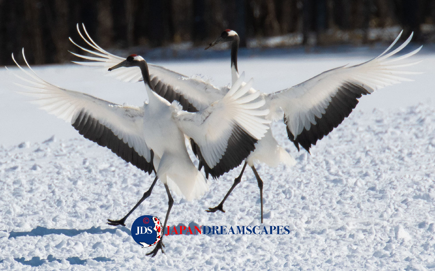 Discover Matsumoto Castle on a Hokkaido Photo Tour with JDS!