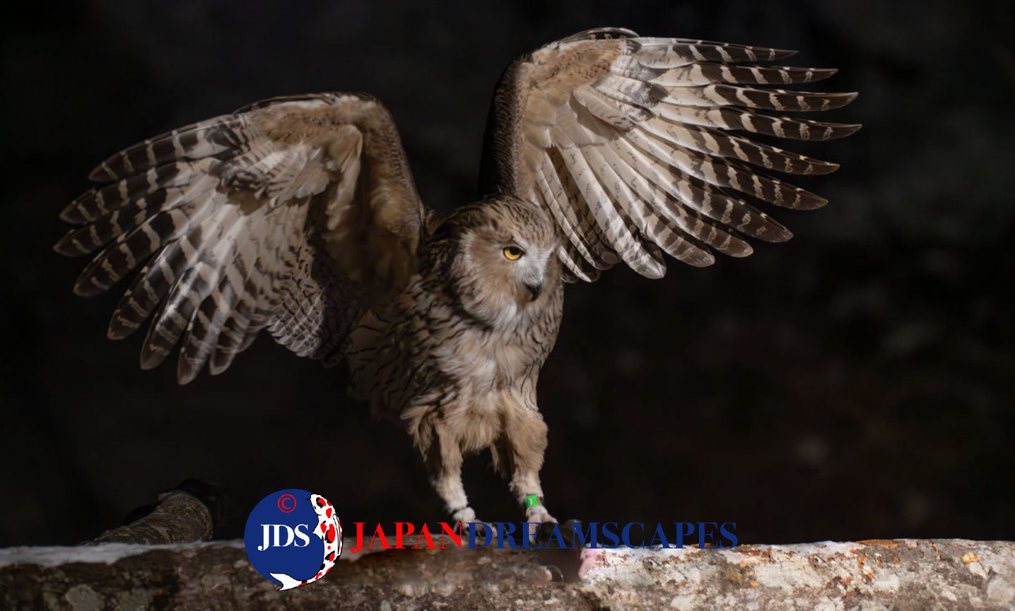 Autumn Leaves Photography Tour at Mt. Fuji and the Fuji Five Lakes