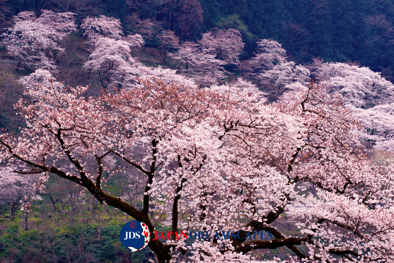 Autumn Leaves Photography Tour at Mt. Fuji and the Fuji Five Lakes