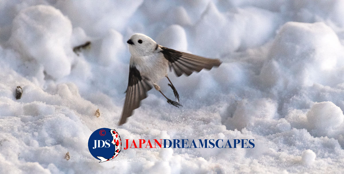 Discover Matsumoto Castle on a Hokkaido Photo Tour with JDS!
