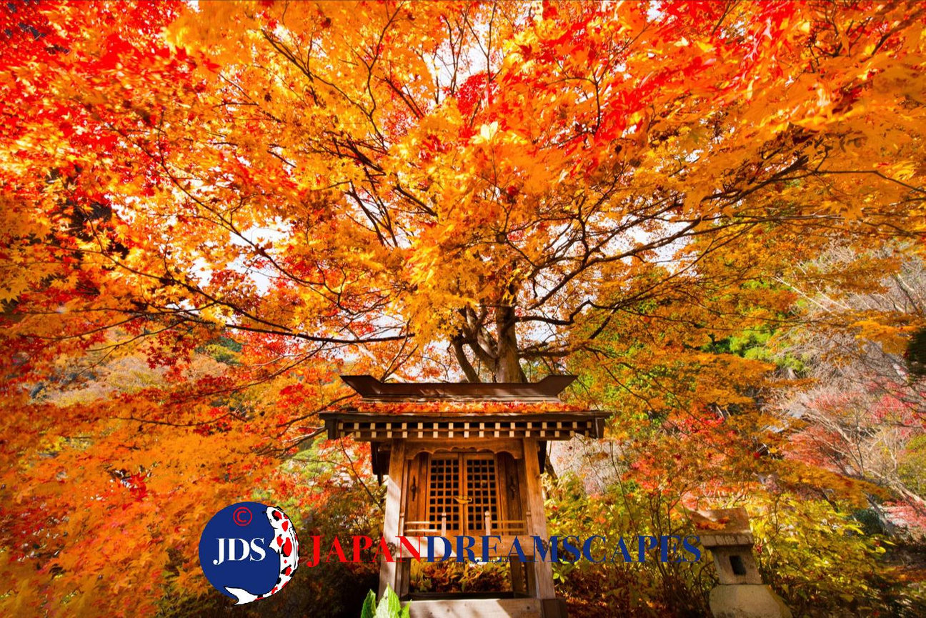 Japan Autumn Leaves Tour – Capture the Colors of Fall with JDS