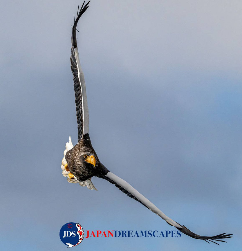 Autumn Leaves Photography Tour at Mt. Fuji and the Fuji Five Lakes