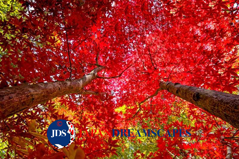 Autumn Leaves Photography Tour at Mt. Fuji and the Fuji Five Lakes