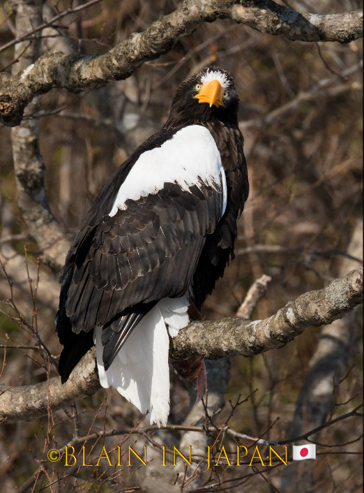 Capture Japan’s Stunning Cherry Blossoms: A Dream Photography Tour
