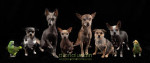 Photo Compositing in Pet Photography