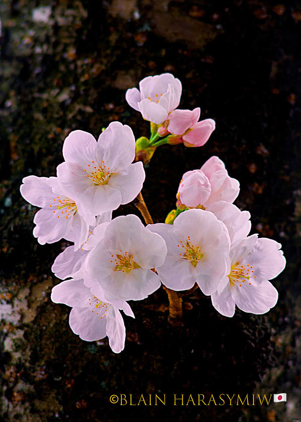 Japan Onsen Hot Springs - Japan Photo Tour