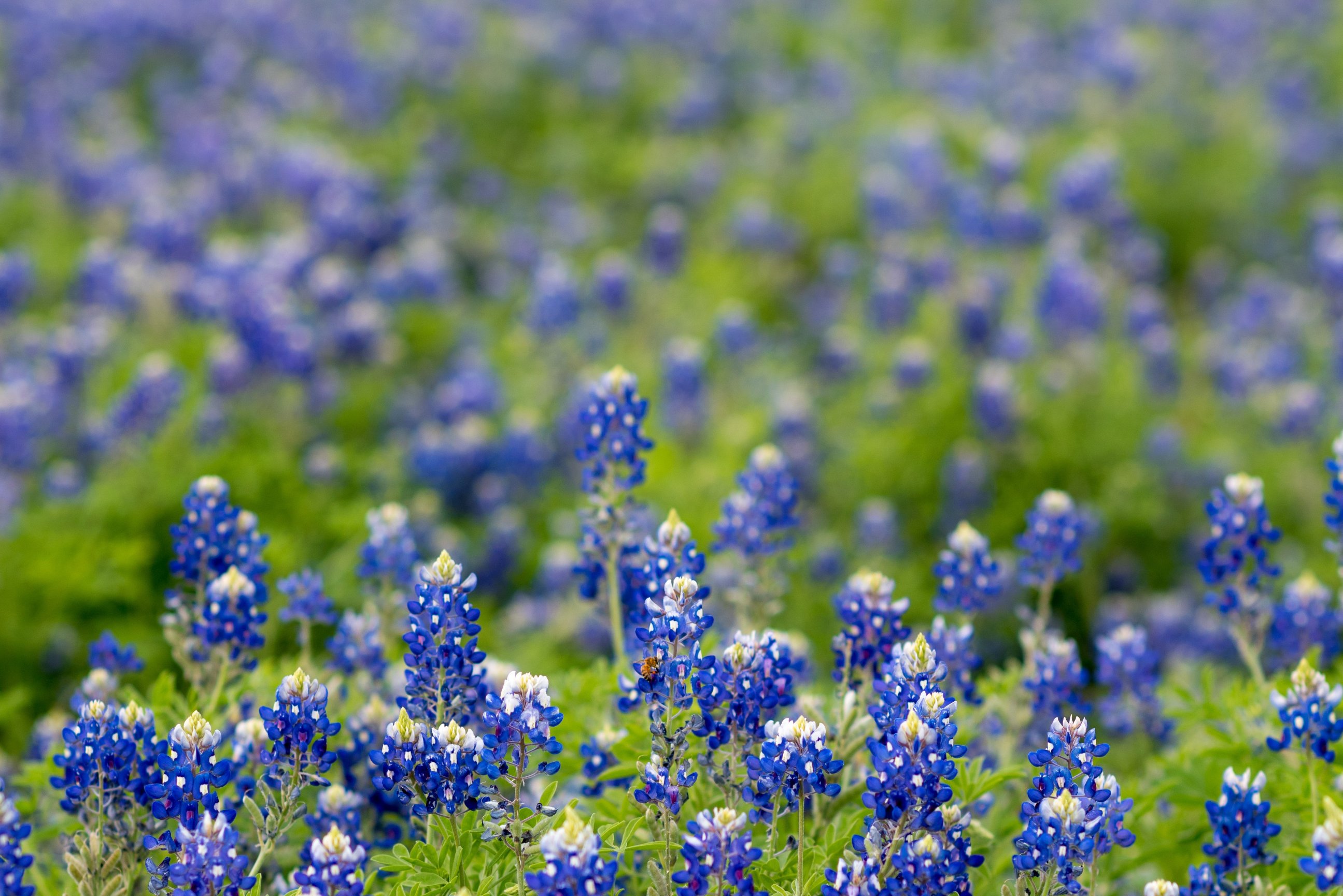 Think you know all of these 8 fun facts about Texas