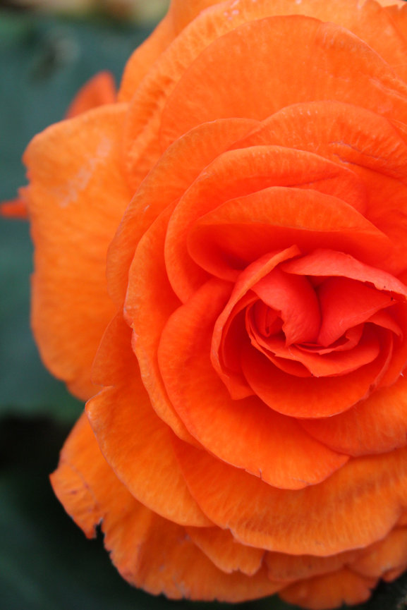 Close-up of a vibrant orange rose with detailed petals, set against a dark green blurred background.