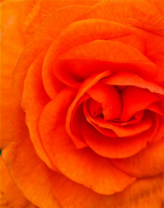 Close-up of an orange rose with detailed petals.