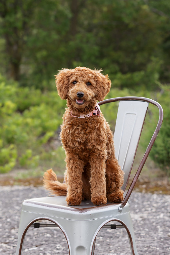 best pet photographer wisconsin, pet photographer near me, pet photography appleton