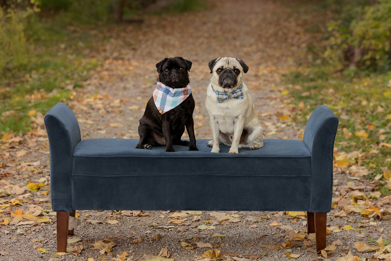 Two pugs with plaid bandanas sit on a blue bench in a leafy park setting.