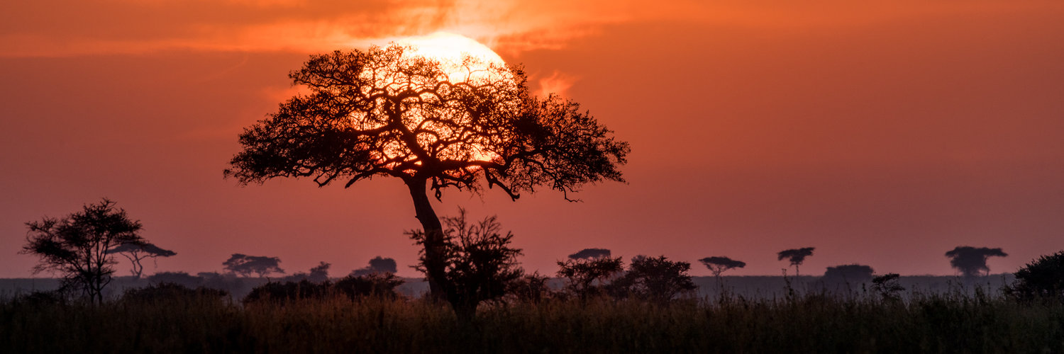 Tanzania Africa classic image of big sunset ball going down behind the acacia tree