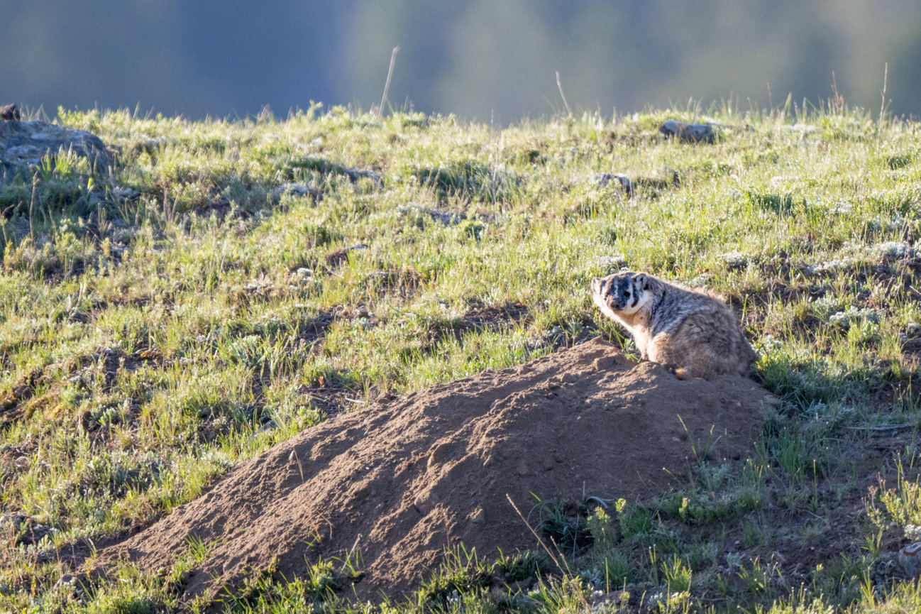 Badger sitting by her den in Yellowstone National Park Lamar Valley