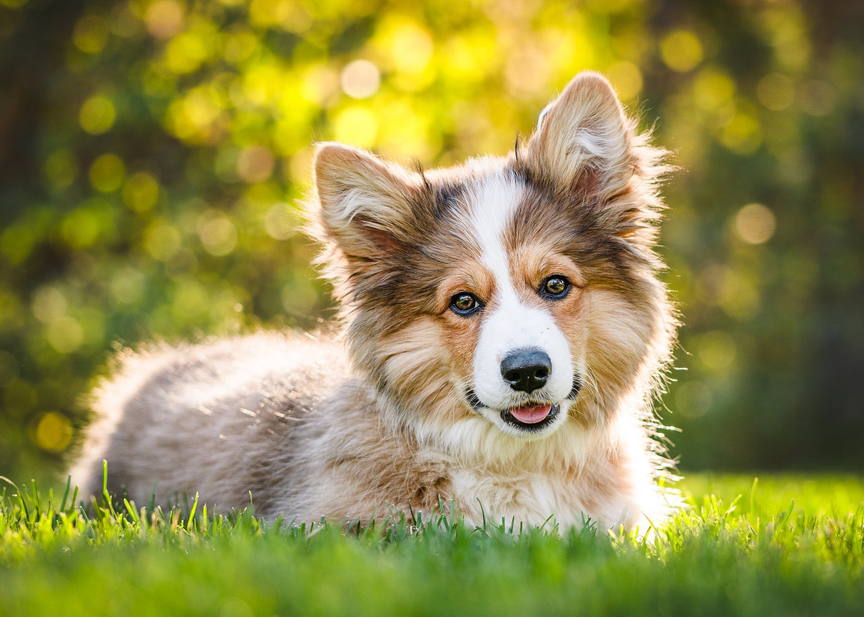 Puppy in the park with the leash removed in photoshop.