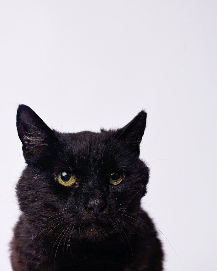 A black cat with yellow eyes looks into the camera