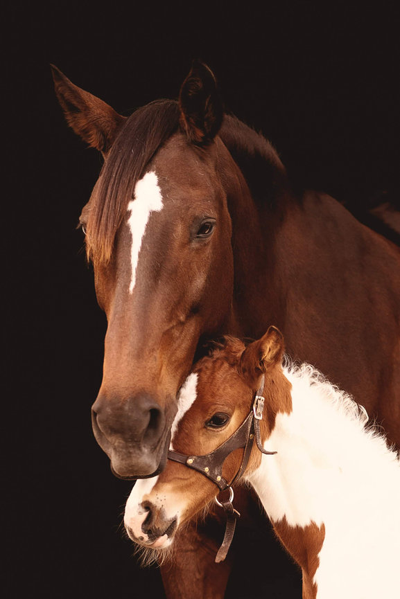 A brown mare with a white mark on its face snuggles with her brown and white baby