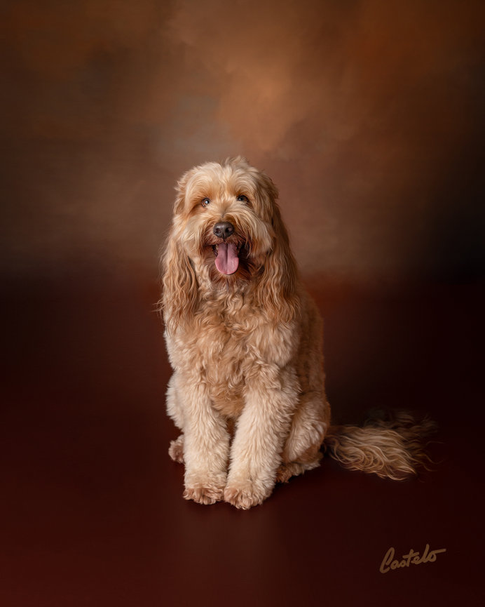 Soul Dog: The Unbreakable Bond Between Dana & Maynard -