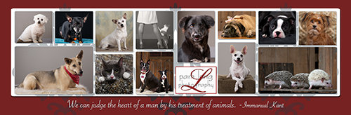Collage of small photos showing dogs and cats in wooden frames with a red banner and white text at the bottom