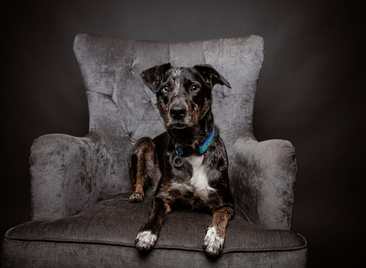 Studio portrait of pet photographer’s own dog, honoring the importance of professional pet photos and preserving memories at BarkHop Studio in Chester County PA
