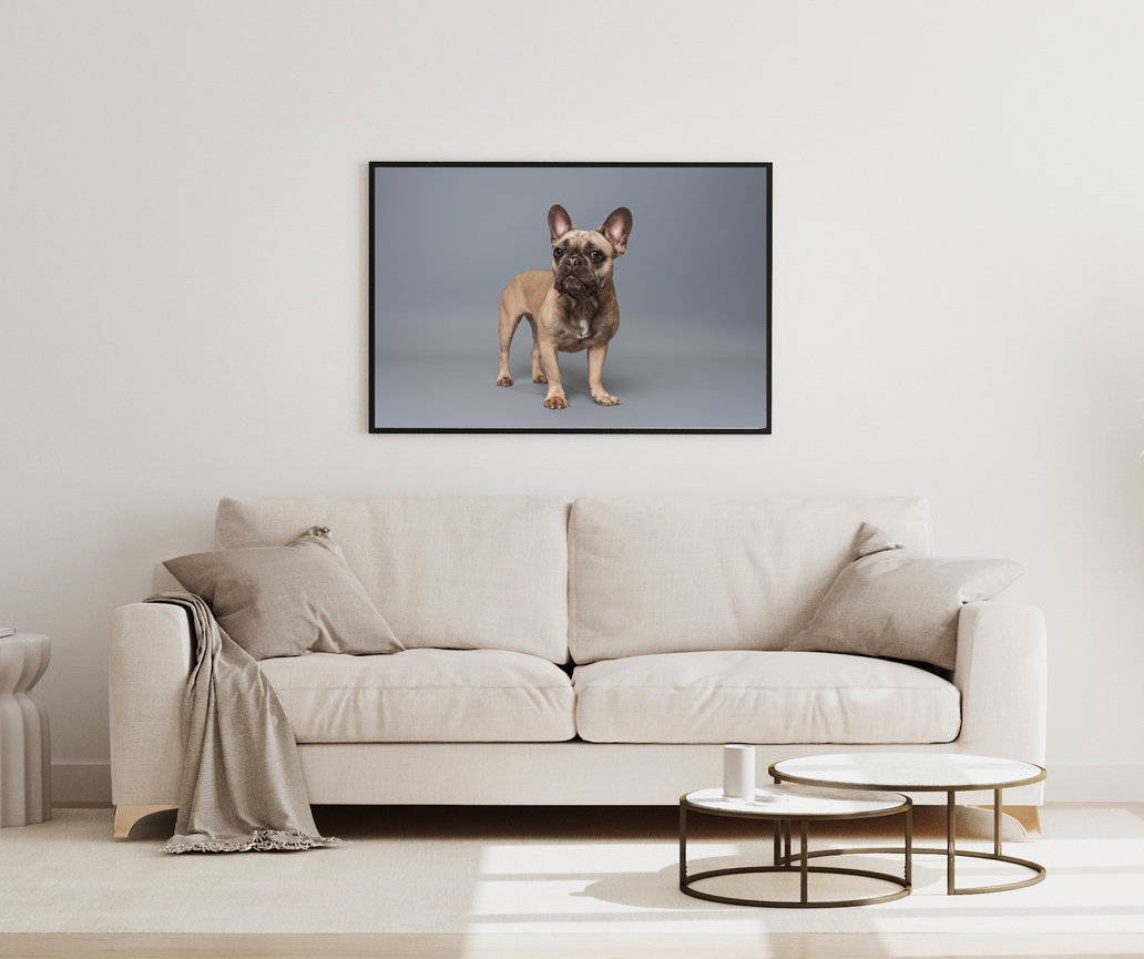 Framed french bulldog portrait above sofa in living room photographed by BarkHop Studio in Chester County PA