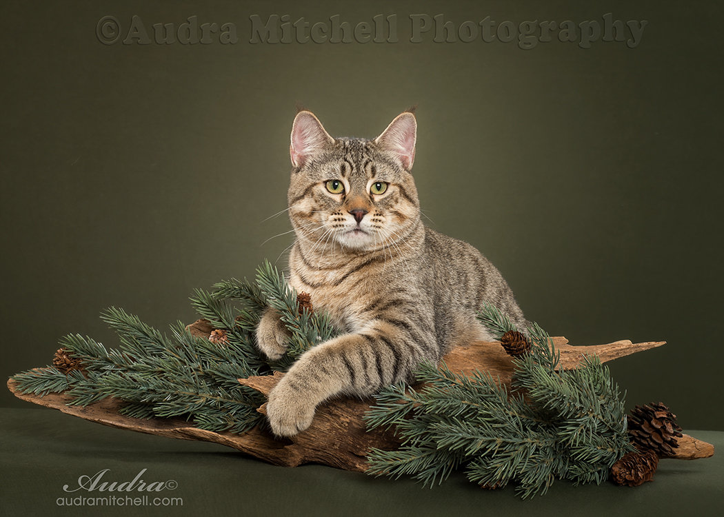 fine-art-cat-photography-audra-mitchell-photography