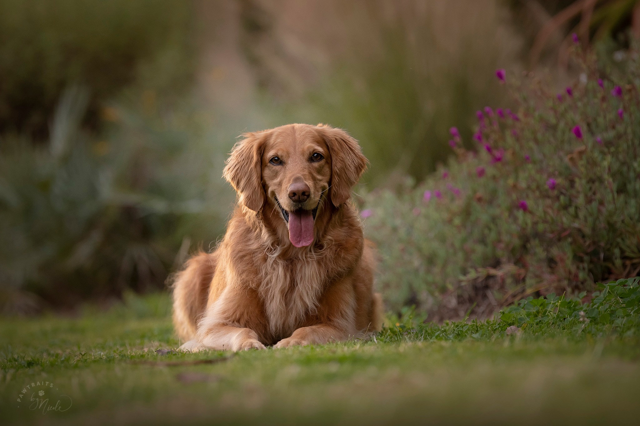 5 Ways to Celebrate Golden Retriever Day