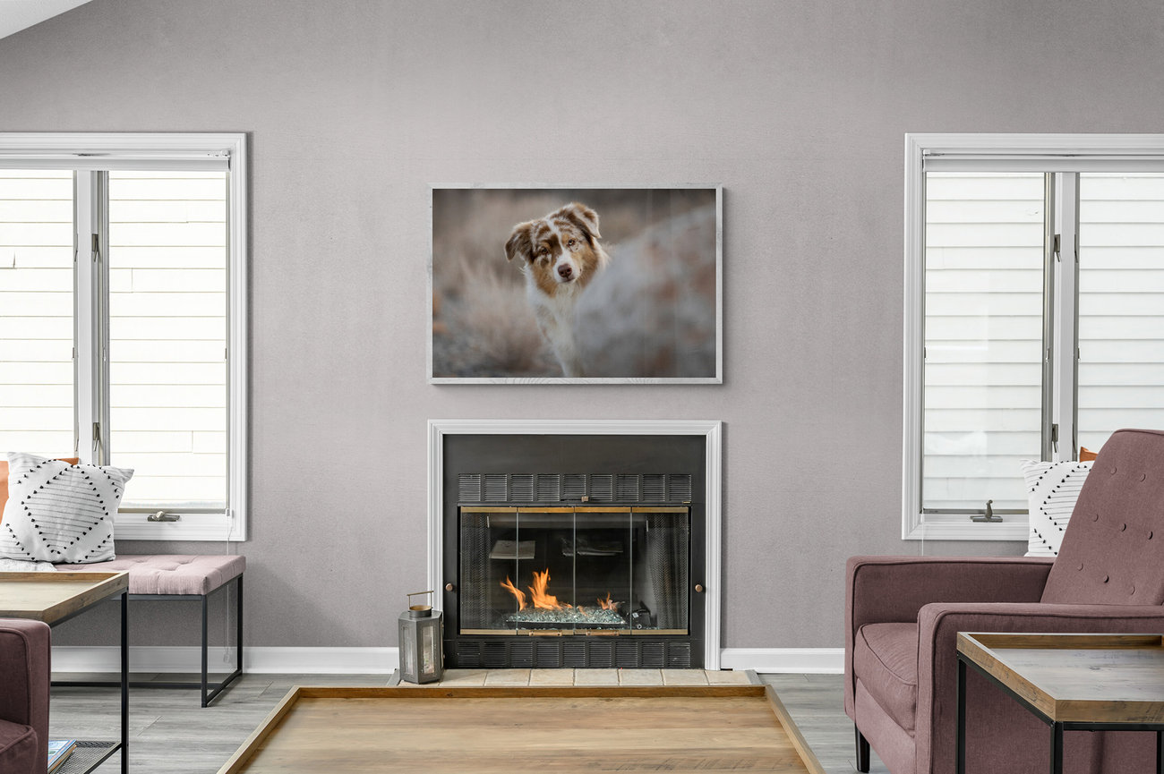 PRODUCT INFORMATION | Pawtraits by Nicole | Las Vegas, NV