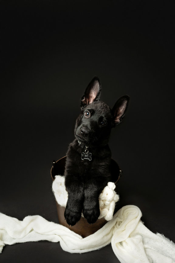 Black german shepherd puppy in a bucket with a black backdrop, Onalaska Wisconsin Pet photography