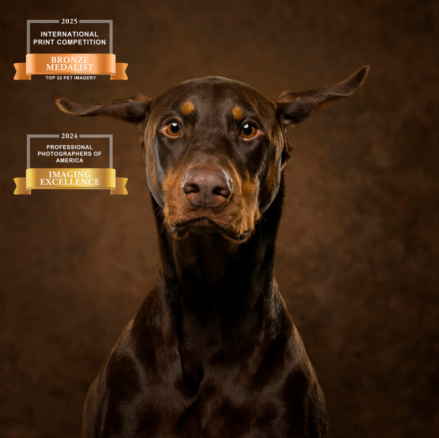 Brown Doberman in front of a textured backdrop, showcasing a professional pet photography award.