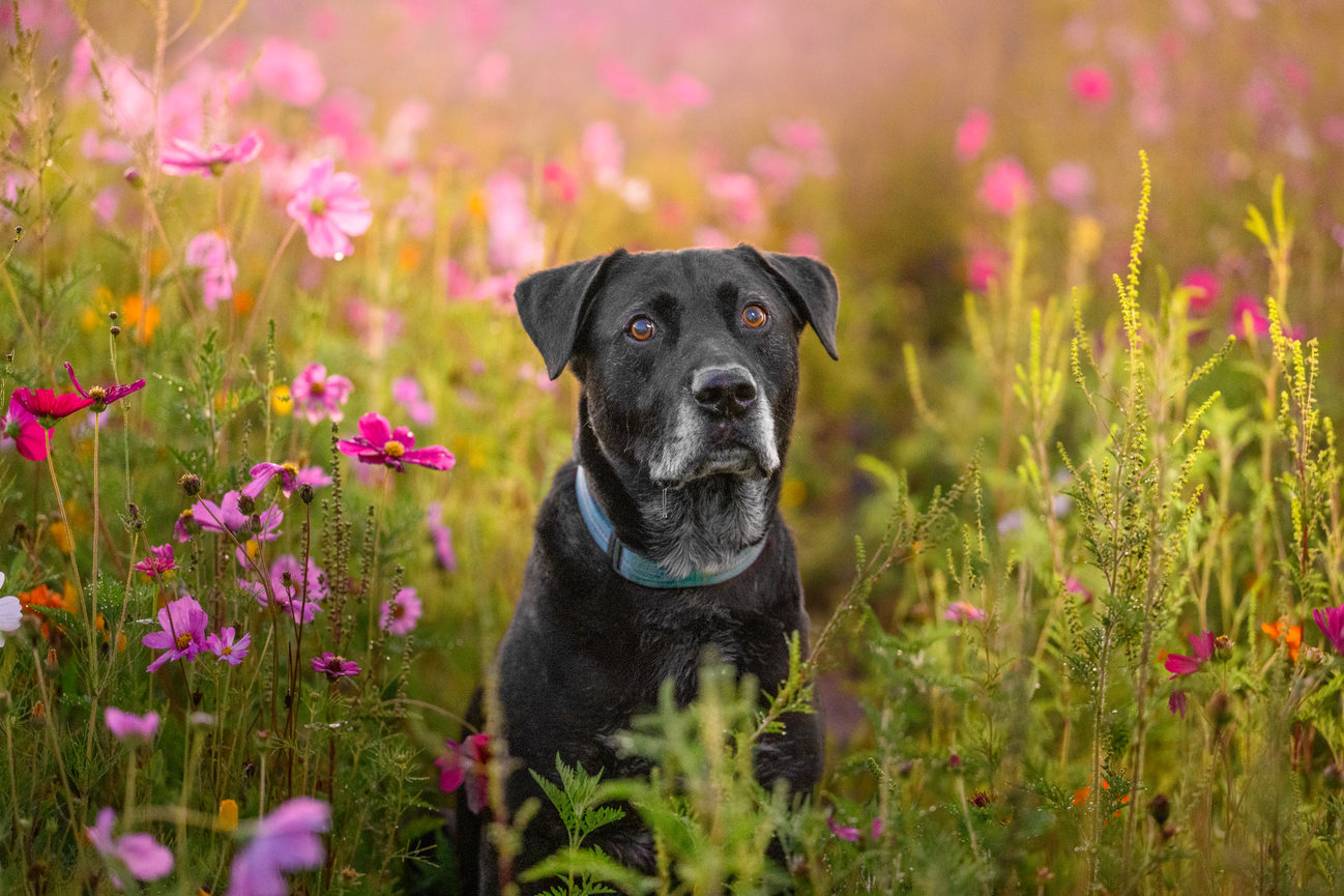 Destination pet photography in Florida by The PAWtographers